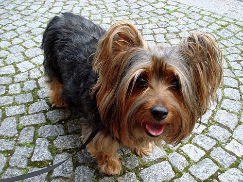 https://images.dog.ceo/breeds/terrier-silky/n02097658_129.jpg