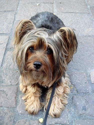 https://images.dog.ceo/breeds/terrier-silky/n02097658_1356.jpg