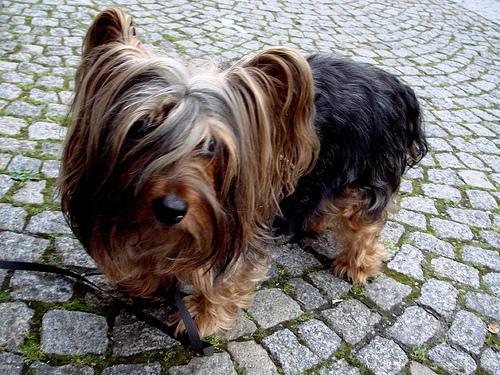 https://images.dog.ceo/breeds/terrier-silky/n02097658_141.jpg