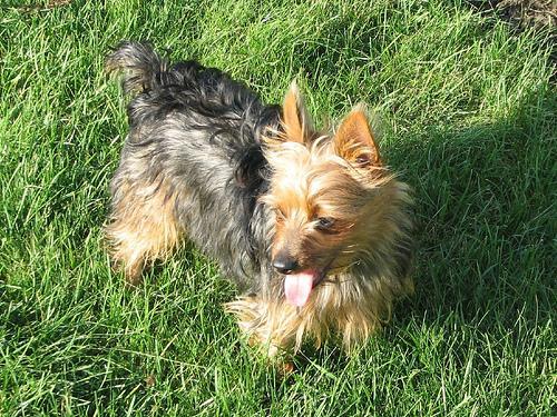 https://images.dog.ceo/breeds/terrier-silky/n02097658_2012.jpg