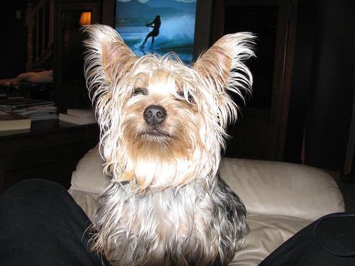 https://images.dog.ceo/breeds/terrier-silky/n02097658_2022.jpg