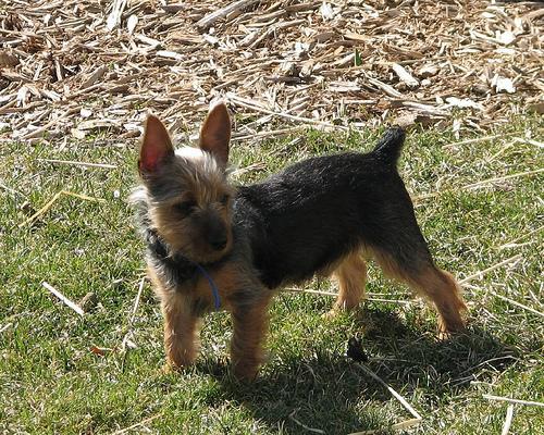 https://images.dog.ceo/breeds/terrier-silky/n02097658_2051.jpg