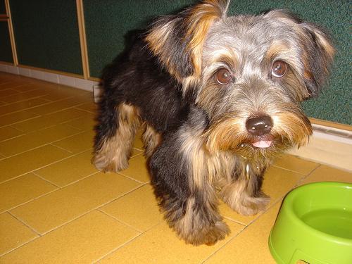 https://images.dog.ceo/breeds/terrier-silky/n02097658_237.jpg