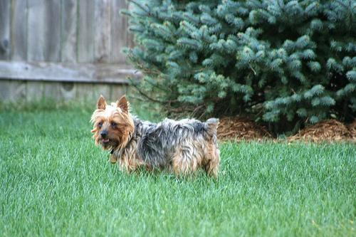 https://images.dog.ceo/breeds/terrier-silky/n02097658_2523.jpg