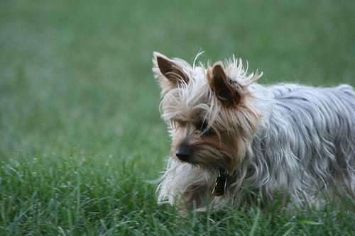 https://images.dog.ceo/breeds/terrier-silky/n02097658_2535.jpg