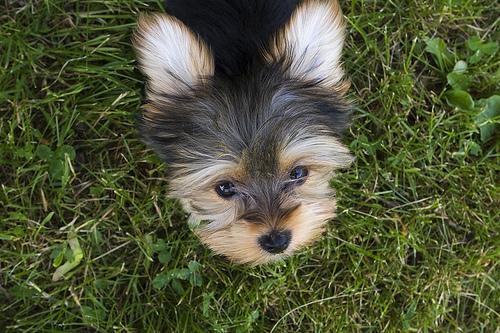 https://images.dog.ceo/breeds/terrier-silky/n02097658_277.jpg