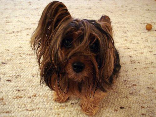 https://images.dog.ceo/breeds/terrier-silky/n02097658_2882.jpg