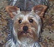 https://images.dog.ceo/breeds/terrier-silky/n02097658_2919.jpg