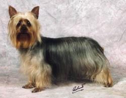 https://images.dog.ceo/breeds/terrier-silky/n02097658_3117.jpg