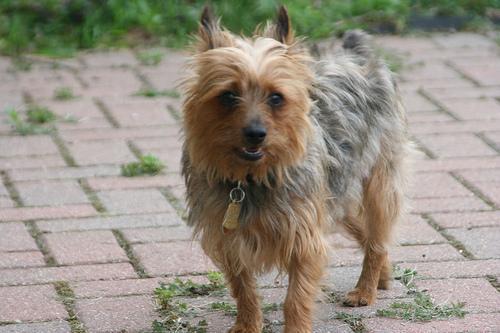 https://images.dog.ceo/breeds/terrier-silky/n02097658_3407.jpg