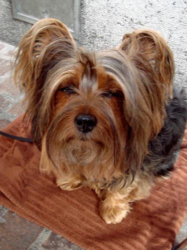 https://images.dog.ceo/breeds/terrier-silky/n02097658_3639.jpg