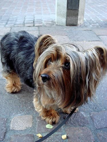 https://images.dog.ceo/breeds/terrier-silky/n02097658_4778.jpg