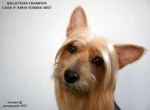 https://images.dog.ceo/breeds/terrier-silky/n02097658_5643.jpg