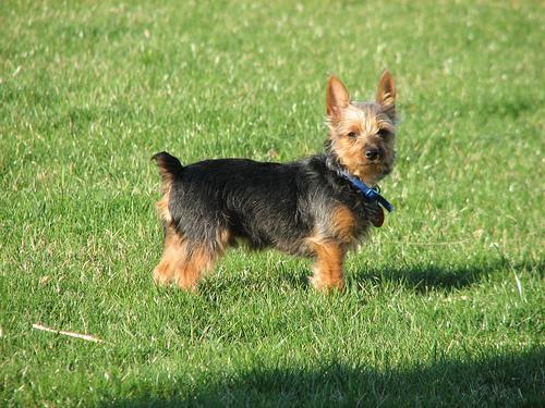 https://images.dog.ceo/breeds/terrier-silky/n02097658_5728.jpg