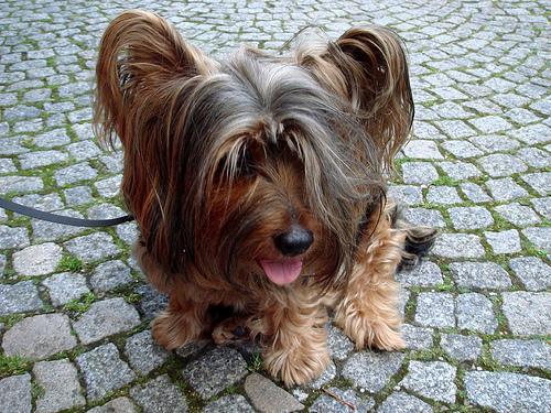 https://images.dog.ceo/breeds/terrier-silky/n02097658_595.jpg