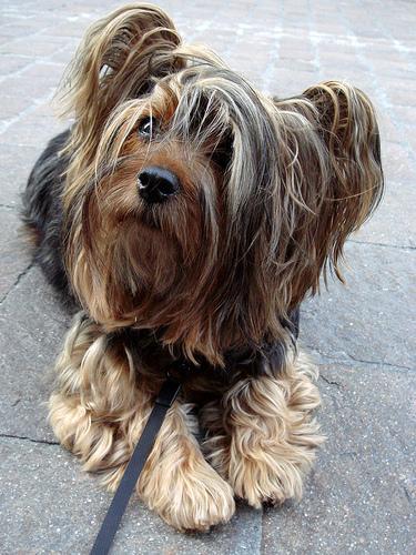 https://images.dog.ceo/breeds/terrier-silky/n02097658_6014.jpg