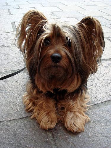 https://images.dog.ceo/breeds/terrier-silky/n02097658_7474.jpg