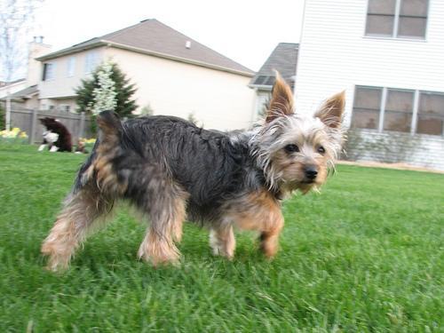 https://images.dog.ceo/breeds/terrier-silky/n02097658_7785.jpg