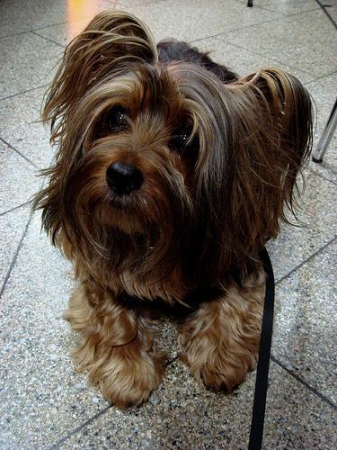 https://images.dog.ceo/breeds/terrier-silky/n02097658_7970.jpg