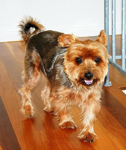 https://images.dog.ceo/breeds/terrier-silky/n02097658_8095.jpg