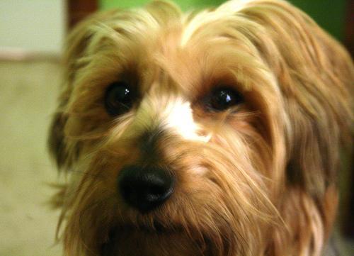 https://images.dog.ceo/breeds/terrier-silky/n02097658_816.jpg