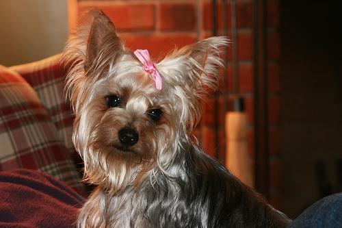 https://images.dog.ceo/breeds/terrier-silky/n02097658_9987.jpg