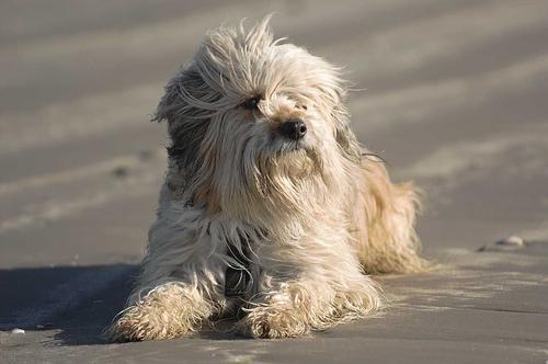 https://images.dog.ceo/breeds/terrier-tibetan/n02097474_1095.jpg