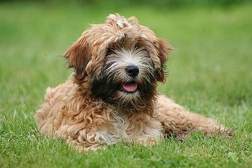 https://images.dog.ceo/breeds/terrier-tibetan/n02097474_5523.jpg