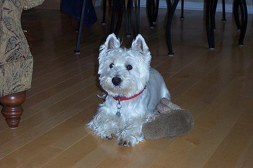 https://images.dog.ceo/breeds/terrier-westhighland/n02098286_1224.jpg