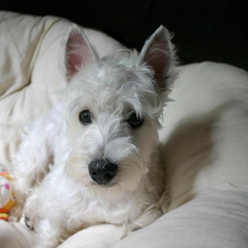 https://images.dog.ceo/breeds/terrier-westhighland/n02098286_1254.jpg