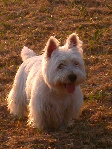 https://images.dog.ceo/breeds/terrier-westhighland/n02098286_1490.jpg