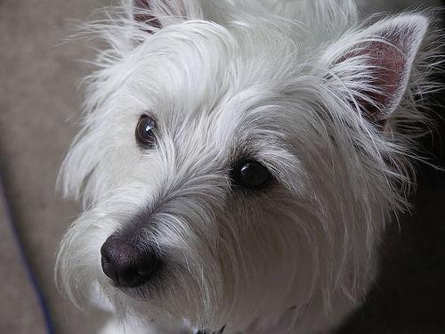 https://images.dog.ceo/breeds/terrier-westhighland/n02098286_1502.jpg