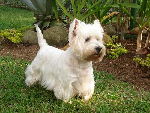 https://images.dog.ceo/breeds/terrier-westhighland/n02098286_1591.jpg