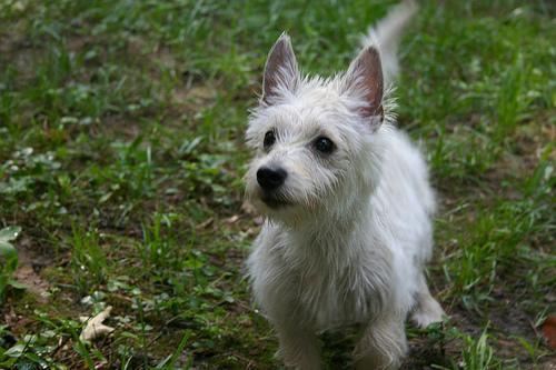 https://images.dog.ceo/breeds/terrier-westhighland/n02098286_1639.jpg