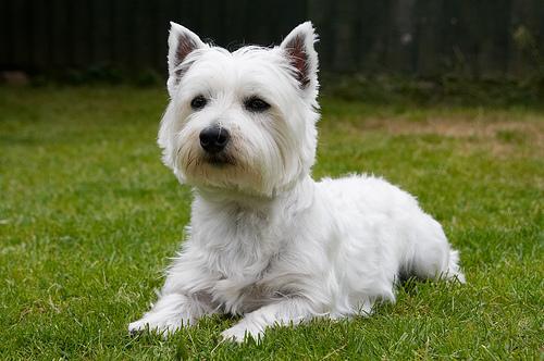 https://images.dog.ceo/breeds/terrier-westhighland/n02098286_1814.jpg