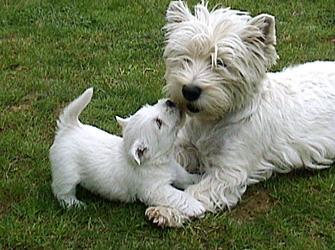 https://images.dog.ceo/breeds/terrier-westhighland/n02098286_2444.jpg