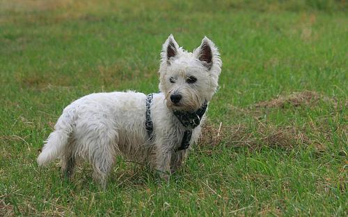 https://images.dog.ceo/breeds/terrier-westhighland/n02098286_2743.jpg