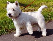 https://images.dog.ceo/breeds/terrier-westhighland/n02098286_275.jpg