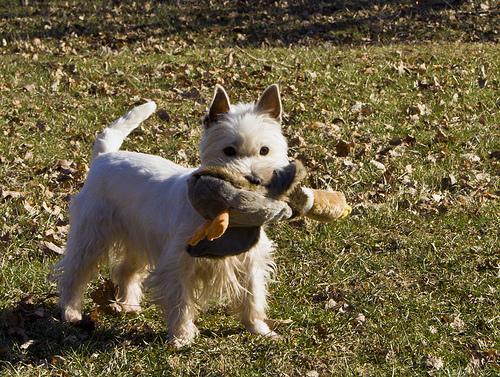 https://images.dog.ceo/breeds/terrier-westhighland/n02098286_3021.jpg