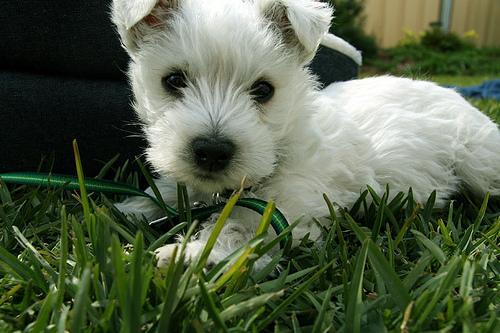 https://images.dog.ceo/breeds/terrier-westhighland/n02098286_3154.jpg