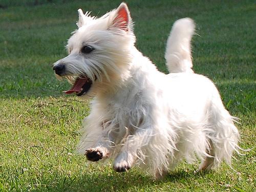 https://images.dog.ceo/breeds/terrier-westhighland/n02098286_3258.jpg