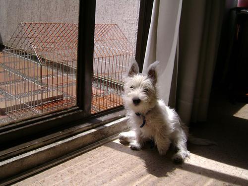 https://images.dog.ceo/breeds/terrier-westhighland/n02098286_3480.jpg