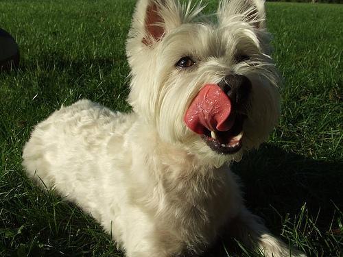 https://images.dog.ceo/breeds/terrier-westhighland/n02098286_3954.jpg