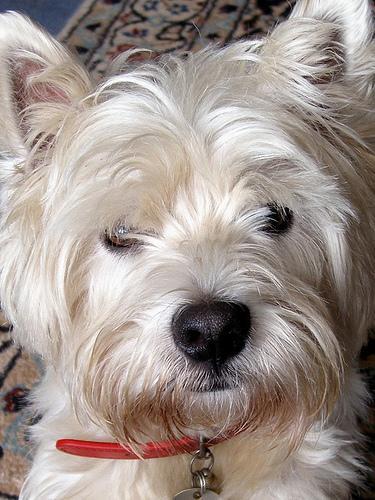 https://images.dog.ceo/breeds/terrier-westhighland/n02098286_4011.jpg