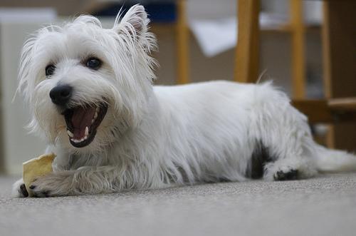 https://images.dog.ceo/breeds/terrier-westhighland/n02098286_4120.jpg