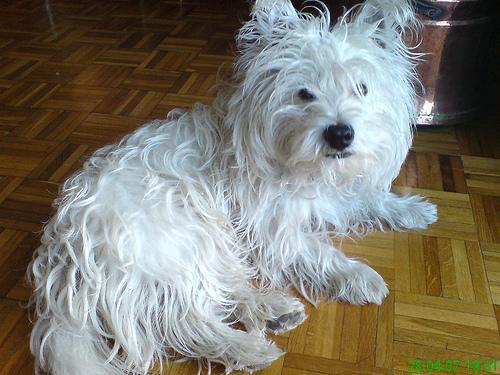 https://images.dog.ceo/breeds/terrier-westhighland/n02098286_4231.jpg