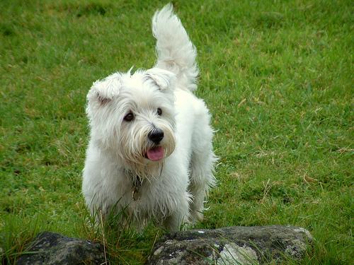 https://images.dog.ceo/breeds/terrier-westhighland/n02098286_4575.jpg