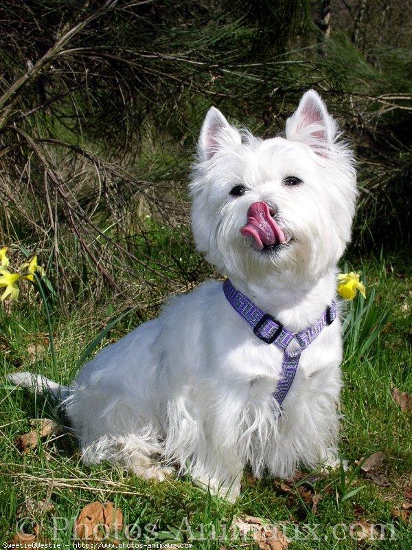 https://images.dog.ceo/breeds/terrier-westhighland/n02098286_5036.jpg