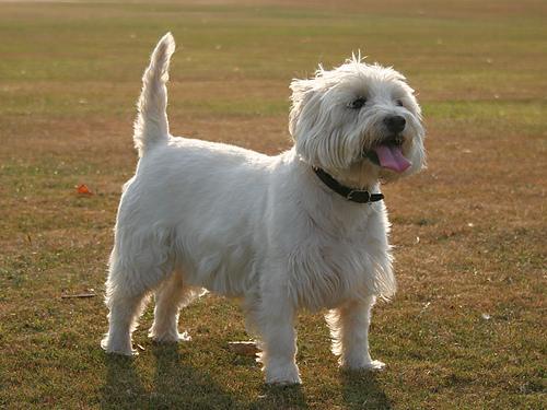 https://images.dog.ceo/breeds/terrier-westhighland/n02098286_5057.jpg