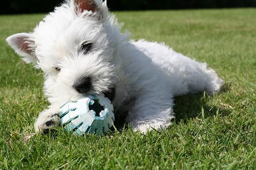 https://images.dog.ceo/breeds/terrier-westhighland/n02098286_5472.jpg